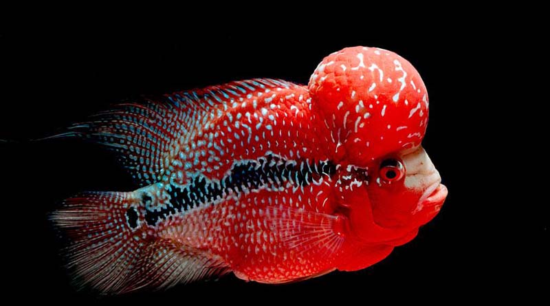 Flowerhorn eggs outlet care