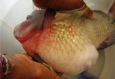 fish-disease – Fish Dr India