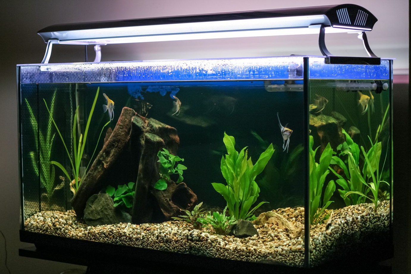 Why does Glass fish tank break often? – Fish Dr India