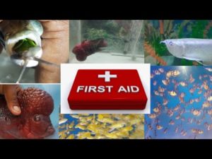 First Aid for Sick Fishes – Fish Dr India