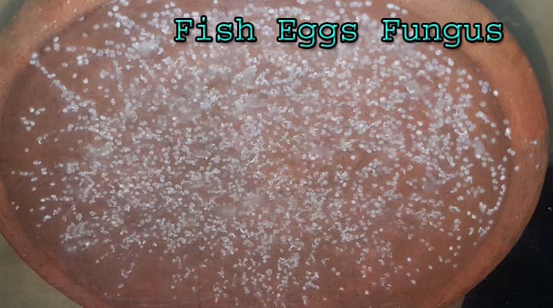 Fish Eggs fungus – Fish Dr India